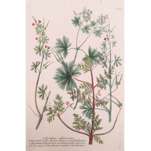 Geranium officinarum. Ratisbona, Johann Wilhelm Weinmann, 1737 - 1745.