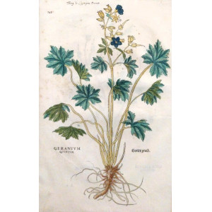 Geranium quintum. Basilea, Leonhart Fuchs, 1542.