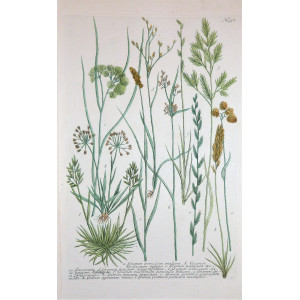 Gramen tremulum. Ratisbona, Johann Wilhelm Weinmann, 1737 - 1745. 