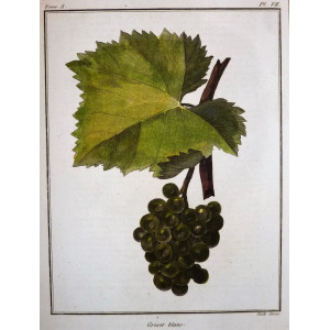 Griset blanc. Parigi, Jean-Baptiste François Rozier, 1781-1800.