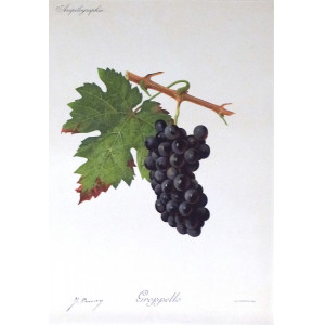 Groppello. Parigi, Jules Troncy, 1901-1910.