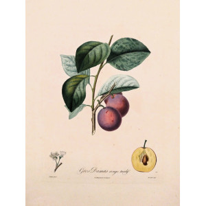 Gros Damas rouge tardif. Parigi, Langlois, 1807.