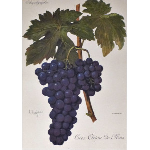 Gros Oriou de Mus. Parigi, Alexis Kreyder, 1901-1910.