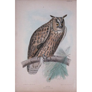 Gufo-Specie XLI. Firenze, G. Salvi - A. Manzella, 1879-1906.