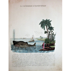 Il capidoglio o macrocefalo. Italia, 1820-1830 circa.