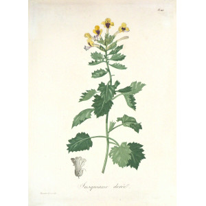 Jusquiame dorée. Parigi, Hocquart, 1821-1825.