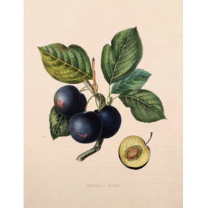 Kirke's Plum. Bruxelles, F. Parent, 1853-1860.