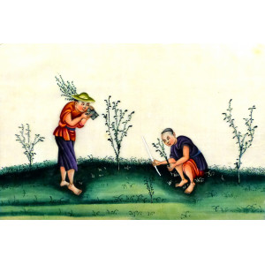 La coltivazione del tè. Cina, 1830-1840 circa.