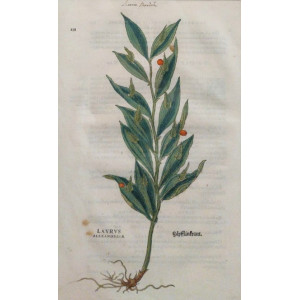 Laurus alexandrina. Basilea, Leonhart Fuchs, 1542.