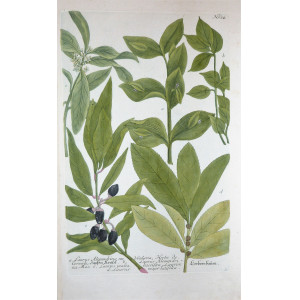 Laurus alexandrina. Ratisbona, Johann Wilhelm Weinmann, 1737 - 1745. 
