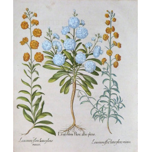 Leucojum flore. Norimberga, Basilius Besler, 1613.