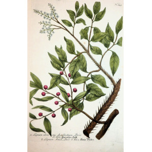 Lignum aloes. Ratisbona, Johann Wilhelm Weinmann, 1737 - 1745.