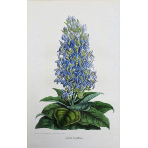 Lobelia densiflora. Parigi, Guillaume Severeyns, 1850 circa.