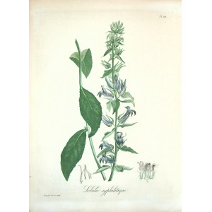 Lobelie syphilitique. Parigi, Hocquart, 1821-1825.