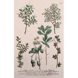 Lycium alpinum seu pyracantha. Ratisbona, Johann Wilhelm Weinmann, 1737 - 1745.