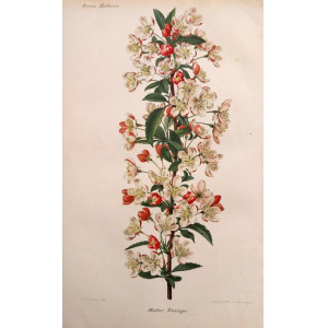 Malus toringo. Parigi, Guillaume Severeyns, 1850 circa.