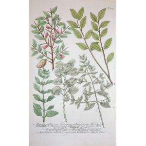 Manna arbor seu Fraxinus calabriensis. Ratisbona, Johann Wilhelm Weinmann, 1737 - 1745.
