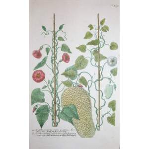 Mechoacanna vera Sativa. Ratisbona, Johann Wilhelm Weinmann, 1737 - 1745. 