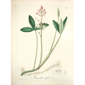 Ménianthe trèfle d'eau. Parigi, Hocquart, 1821-1825.