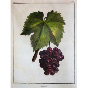 Meunier. Parigi, Jean-Baptiste François Rozier, 1781-1800.