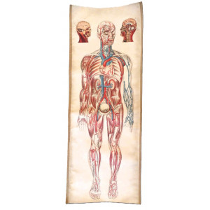 Modello anatomico del corpo umano a grandezza naturale. s.n.t.,, 1930-1940 circa.