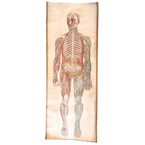 Modello anatomico del corpo umano a grandezza naturale. s.n.t.,, 1930-1940 circa.