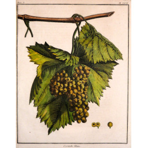 Corninthe blanc. Parigi, Jean-Baptiste François Rozier, 1781-1800.