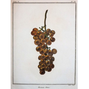 Mornain blanc. Parigi, Jean-Baptiste François Rozier, 1781-1800.