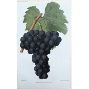 Mornen noir au chasselas noir. Parigi, Guillaume Severeyns, 1850 circa.