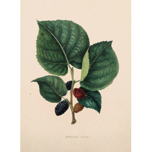 Mûrier Noir. Bruxelles, F. Parent, 1853-1860.