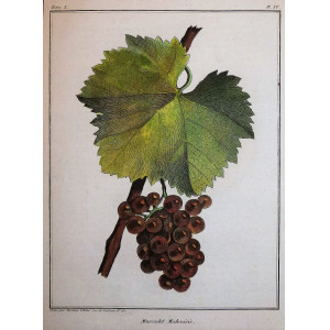 Muscadet malvoisie. Parigi, Jean-Baptiste François Rozier, 1781-1800.