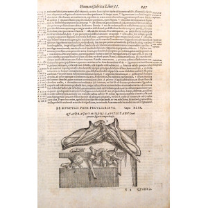 De musculis peni peculiaribus. Venezia, Francesco Sanese, 1588.