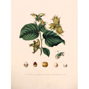 Noisettes Franches. Bruxelles, F. Parent, 1853-1860.