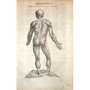 Nona Musculorum Tabula. Venezia, Francesco Sanese, 1588. 