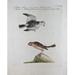 Ortolano nievale-Braviere o strillozzo minore. Firenze, S. Manetti - L. Lorenzi - V. Vanni, 1767 - 1776.