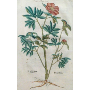 Paeonia foemina. Basilea, Leonhart Fuchs, 1542.