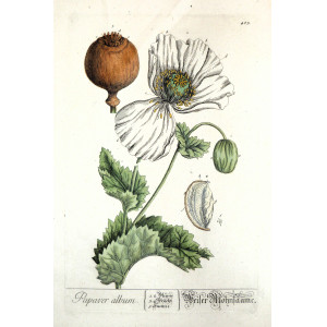 Papaver Album. Norimberga, Elisabeth Blackwell, 1757 - 1773.