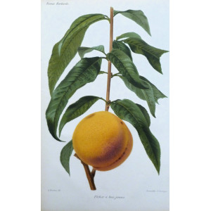 Pêcher à bois jaune. Parigi, Guillaume Severeyns, 1850 circa.