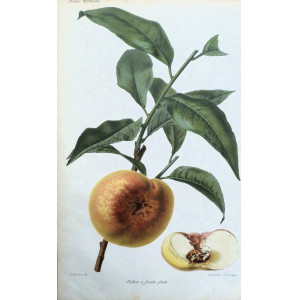 Pêcher à fruits plats. Parigi, Guillaume Severeyns, 1850 circa.