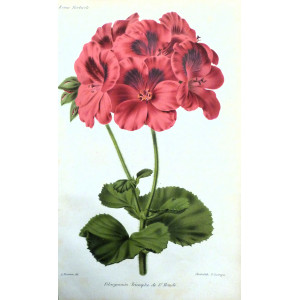 Pelargonium Triomphe de St. Mandé. Parigi, Guillaume Severeyns, 1850 circa.