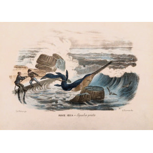 Pesca - Pesce sega-Squalus pristis. Napoli, Raimondo Petraroja, 1860 circa. 