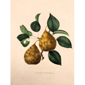 Philippe Goes. Bruxelles, F. Parent, 1853-1860.