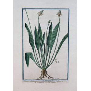 Piantaggine. Roma, Bouchard & Gravier, 1772 - 1780.