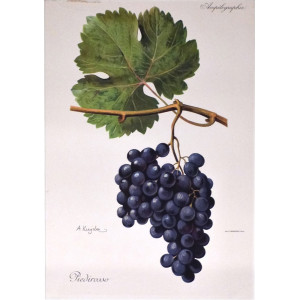 Piedirosso. Parigi, Alexis Kreyder, 1901-1910.