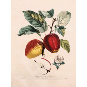 Pigeonnet de Rouen. Parigi, Langlois, 1807.