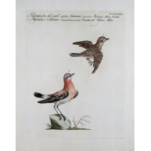 Pigliamosche dell'antica specie femmina-Massaila o culbianco. Firenze, S. Manetti - L. Lorenzi - V. Vanni, 1767 - 1776.