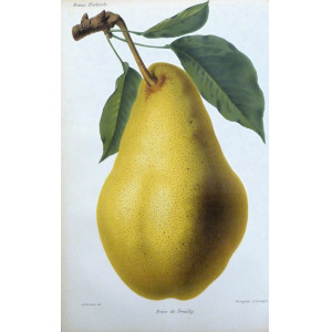 Poire de Preuilly. Parigi, Guillaume Severeyns, 1850 circa.