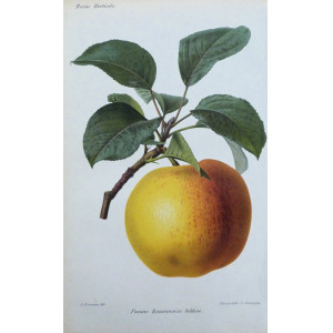 Pomme Rouennaise hâtive. Parigi, Guillaume Severeyns, 1850 circa.