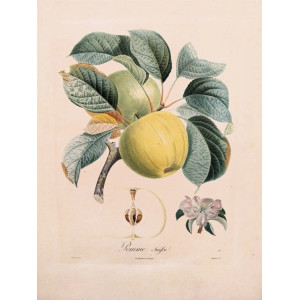 Pomme Suisse. Parigi, Langlois, 1807.