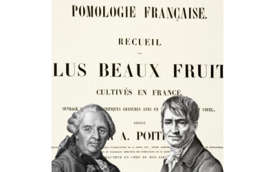 Pomologie française